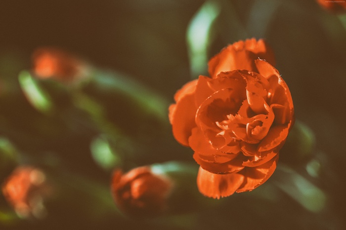 Red Rose 4K