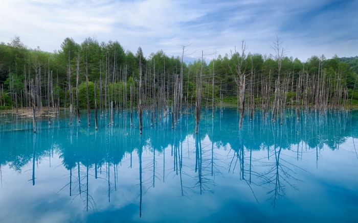 Blue pond with dead trees and forest reflection