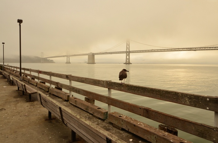 Seagull on Pier with Bay Bridge in Fog