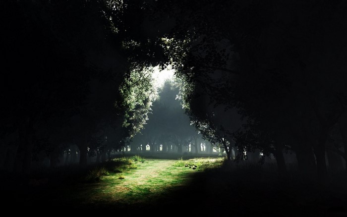 Sunlight filtering through a dark, misty forest