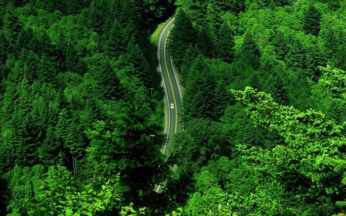 Road through a dense green forest