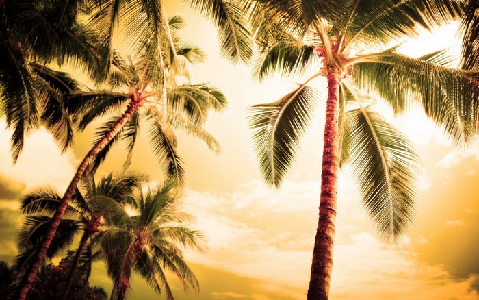 Palm trees against a golden sky