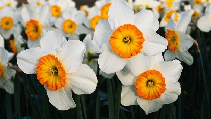 White and orange daffodils in bloom