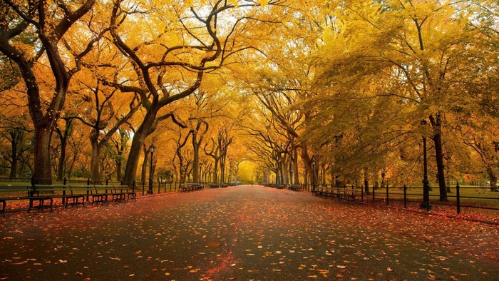 Autumn park pathway with golden trees and fallen leaves