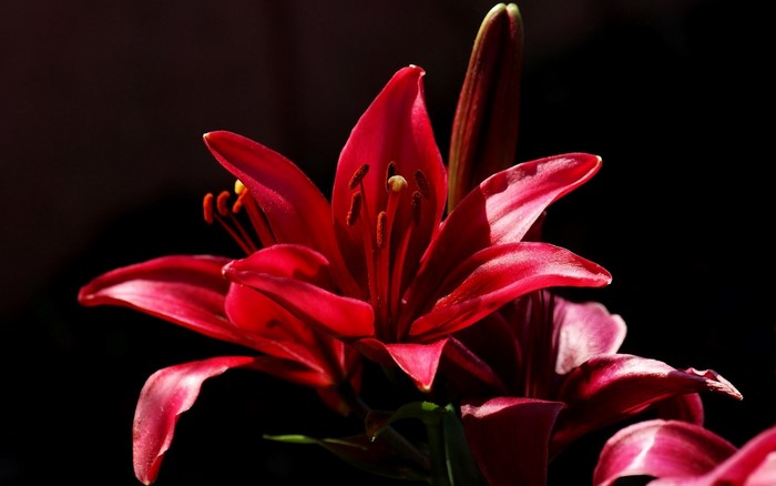 Close up of a red lily flower with dark background