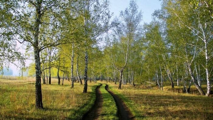 Dirt road through a birch forest in sunlight