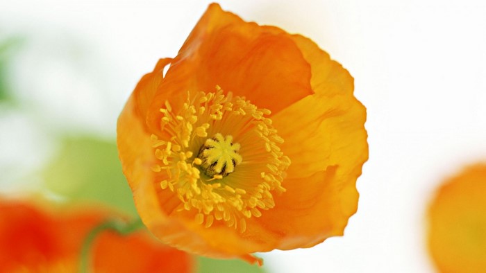 Close-up of an orange poppy flower