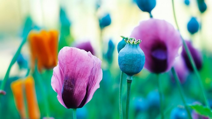 Close-up of pink and blue poppy flowers and seed pods