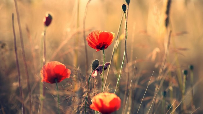 Red poppies in sunlight