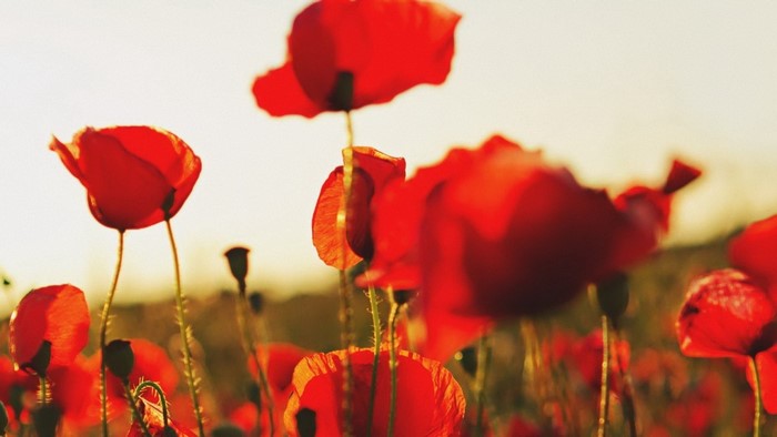 Field of red poppies in soft sunlight