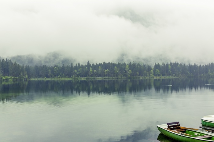 Bavaria, 4k, pines, lake, Germany, Berchtesgadener Land, 8k, 5k, fog