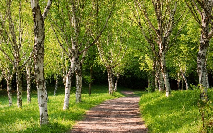 Sunlit Path Through Birch Tree Grove