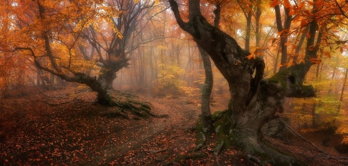 Misty autumn forest with gnarled trees and fallen leaves