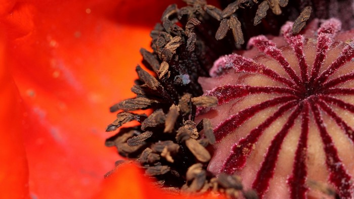 Close-up of a red poppy flower's center