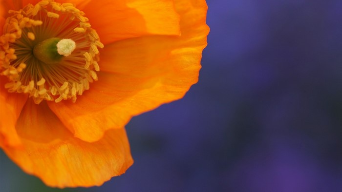 Close up of an orange poppy flower with a purple background
