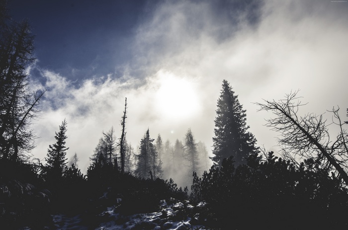 Misty forest with sun and clouds