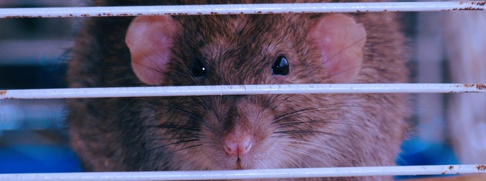 Close-up of a rat behind cage bars