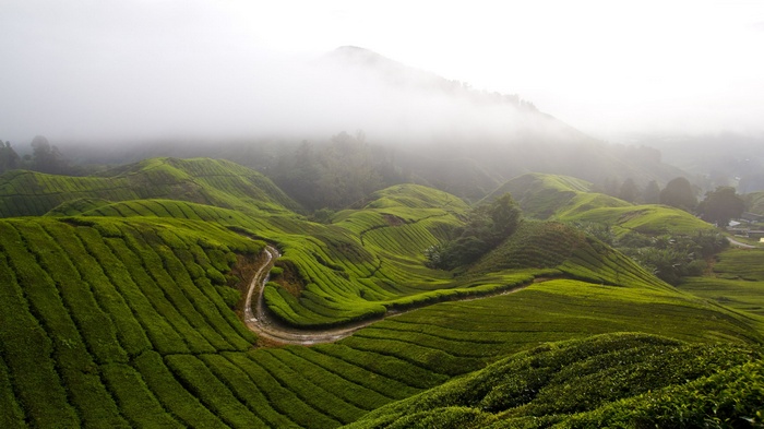 Foggy Cameron Highlands Tea Plantations in Malaysia