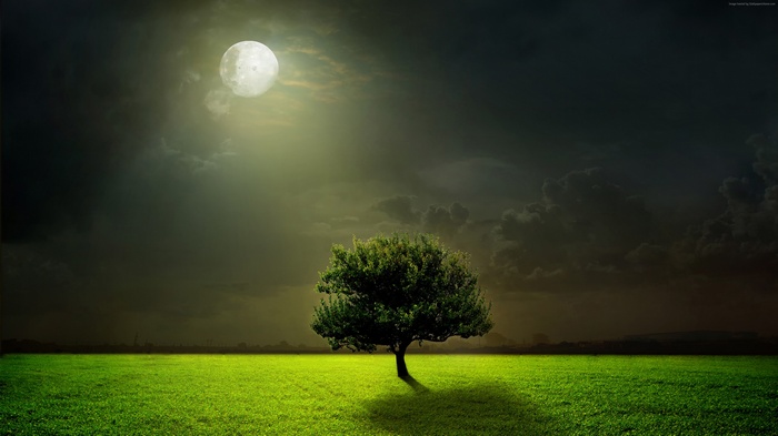 Tree under the moon in a meadow