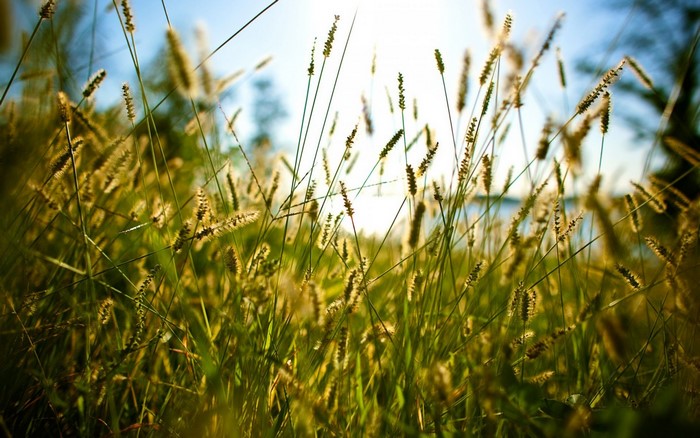 Sunlight filtering through tall grass and spikelets