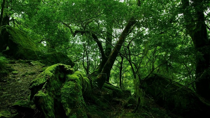Mossy rocks and trees in a dense green forest