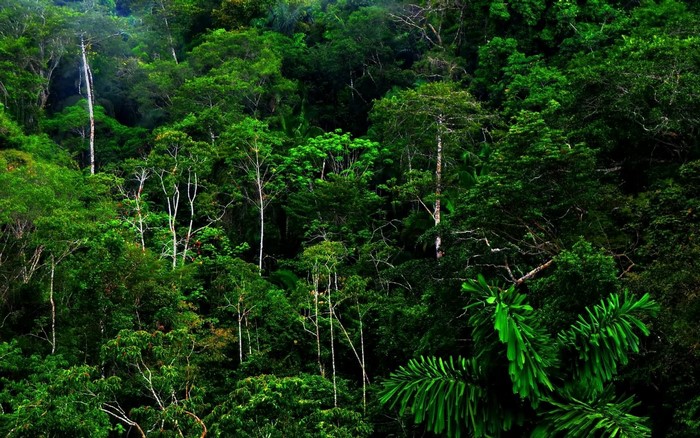 Dense green rainforest with tall trees and lush vegetation