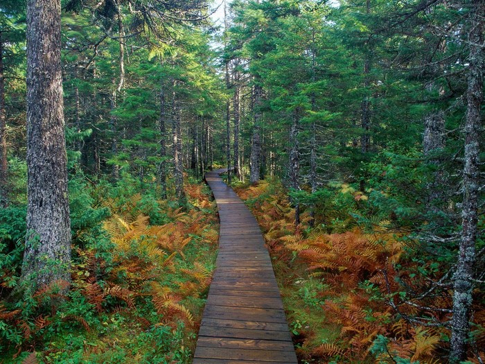 Sunlit Wooden Trail Through Autumn Forest