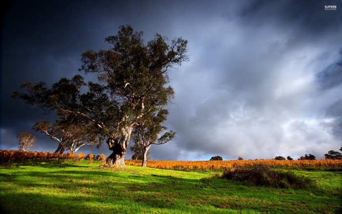 Stormy sky over autumn field and trees