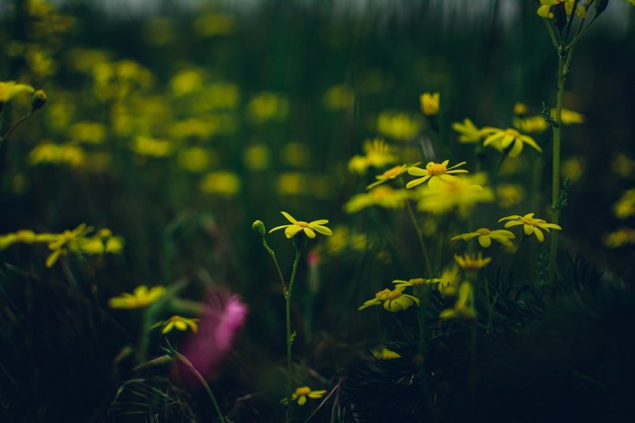 Yellow wildflowers in a dark field with bokeh