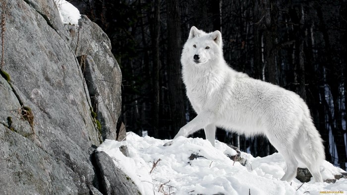 White wolf standing in snow near rocks