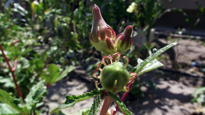 Okra plant with buds and developing fruit