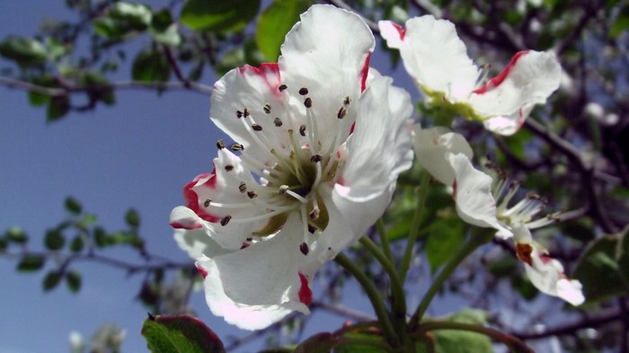 Delicate White Apple Blossoms on Tree Branch