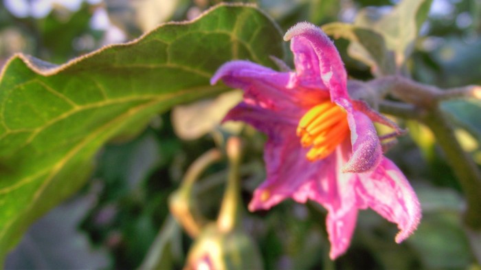 Pink eggplant flower with green leaf