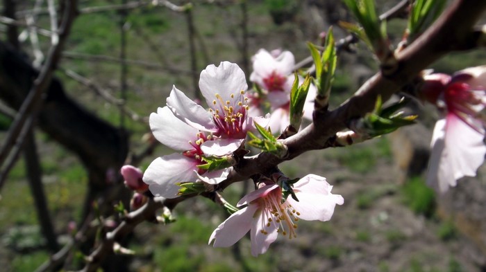 Pink and white almond blossoms on a branch