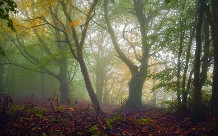Misty forest with autumn leaves and trees