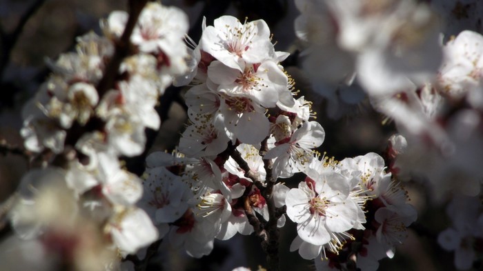 Close up of white cherry blossoms on a branch