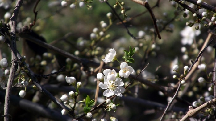 Close up of white cherry blossoms on branches