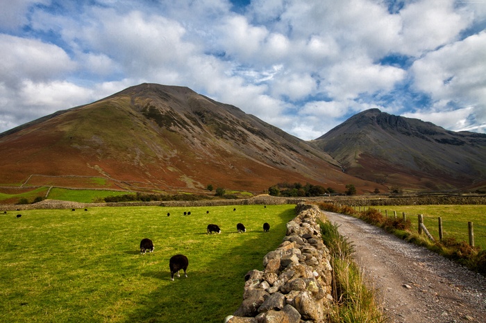 Sheep in a meadow with mountains in Cumbria, England
