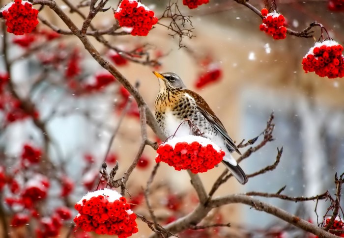 Bird perched on a snowy branch with red berries