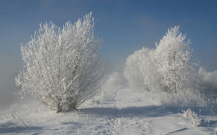 Snow-covered trees and a path in winter