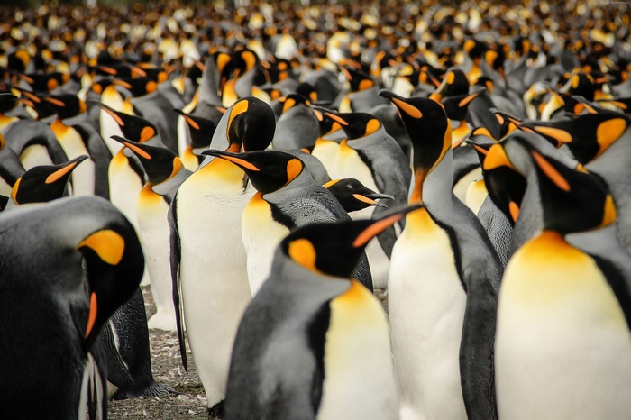 King penguins gathered in a colony on South Georgia