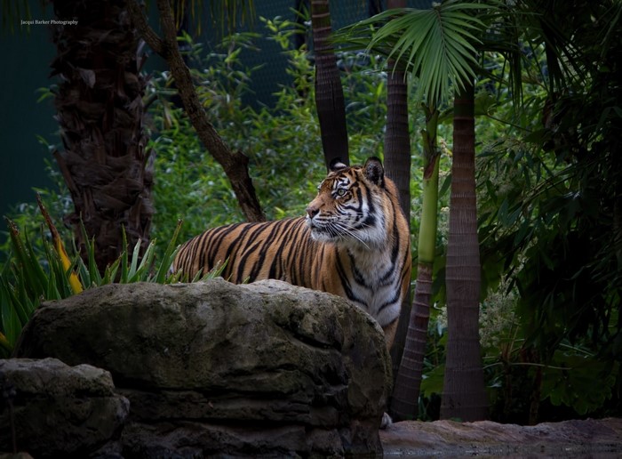 Majestic Tiger in Lush Jungle Surroundings