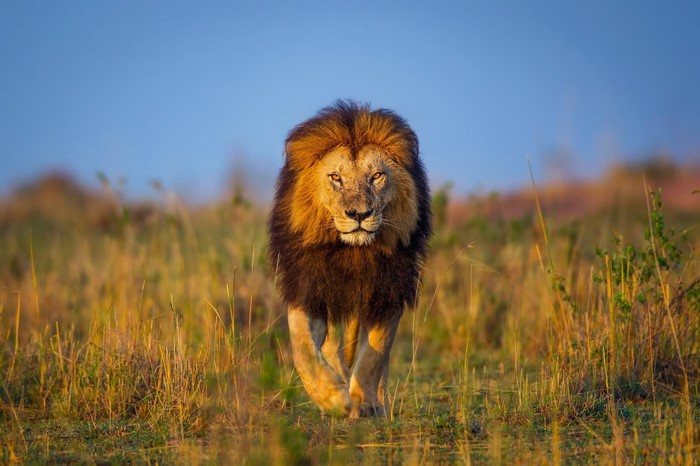 Lion walking through tall grass during sunset