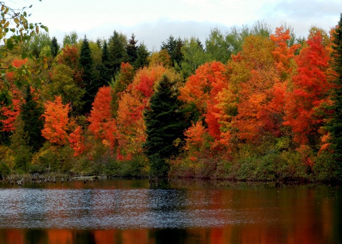 Autumn forest reflected in a calm lake