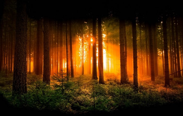 Sunlight filtering through trees in a forest