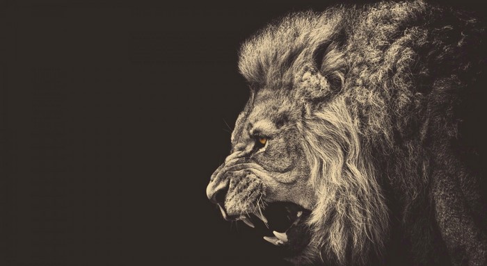 Monochrome illustration of a lion's head