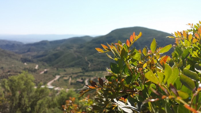 Greenery in the foreground with rolling hills in the background