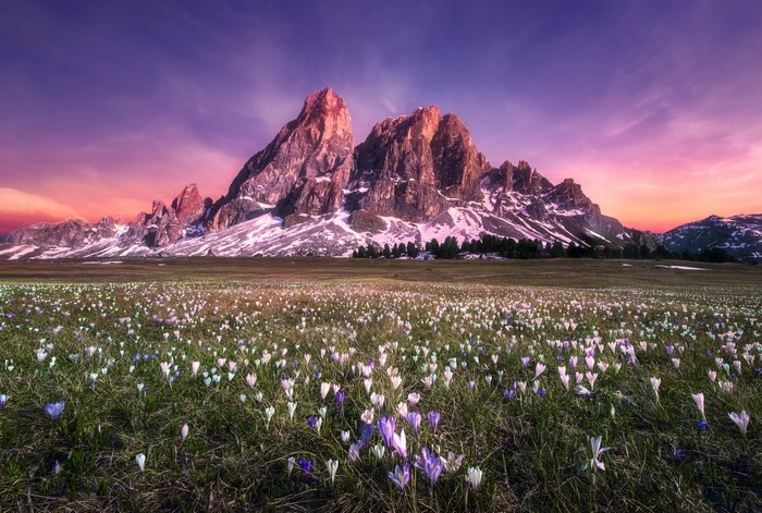 Field of wildflowers with mountains at sunset