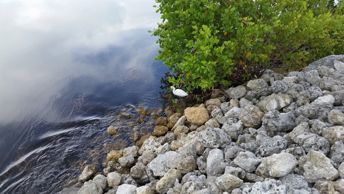 White bird by a tree on a rocky shore