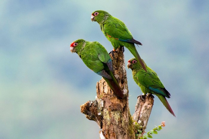 Three green parrots perched on a tree stump